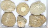 Flat: Cretaceous Marine Vertebrate Fossils - Pieces #96118-1